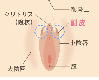 副皮とは？