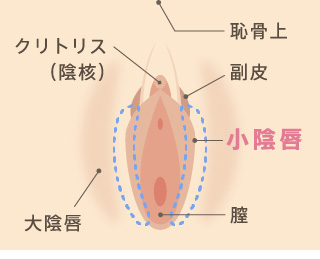 小陰唇とは？