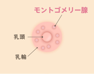 モントゴメリー腺とは？