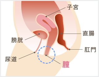 膣とは？